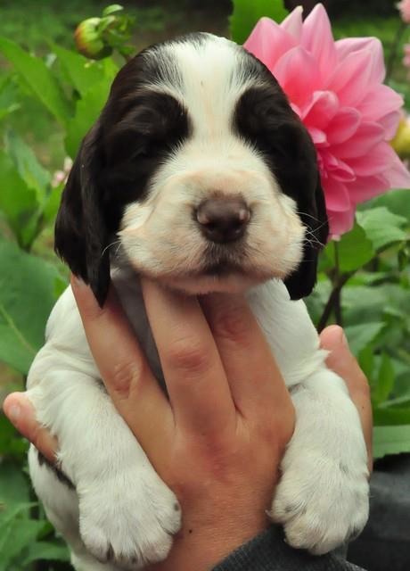 216185_463036277061741_951498555_n